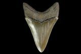 Serrated, Fossil Megalodon Tooth - Beautiful Lower Tooth #145419-2